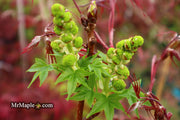 - Liquidambar styraciflua 'Gold Dust' Variegated Sweet Gum - Mr Maple │ Buy Japanese Maple Trees