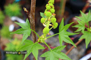 - Liquidambar styraciflua 'Gold Dust' Variegated Sweet Gum - Mr Maple │ Buy Japanese Maple Trees