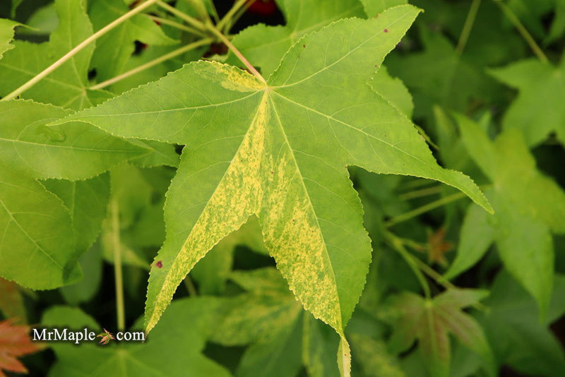 - Liquidambar styraciflua 'Gold Dust' Variegated Sweet Gum - Mr Maple │ Buy Japanese Maple Trees
