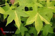 - Liquidambar styraciflua 'Gold Dust' Variegated Sweet Gum - Mr Maple │ Buy Japanese Maple Trees