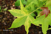 - Liquidambar styraciflua 'Gold Dust' Variegated Sweet Gum - Mr Maple │ Buy Japanese Maple Trees