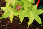 - Liquidambar styraciflua 'Gold Dust' Variegated Sweet Gum - Mr Maple │ Buy Japanese Maple Trees