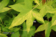 - Liquidambar styraciflua 'Gold Dust' Variegated Sweet Gum - Mr Maple │ Buy Japanese Maple Trees