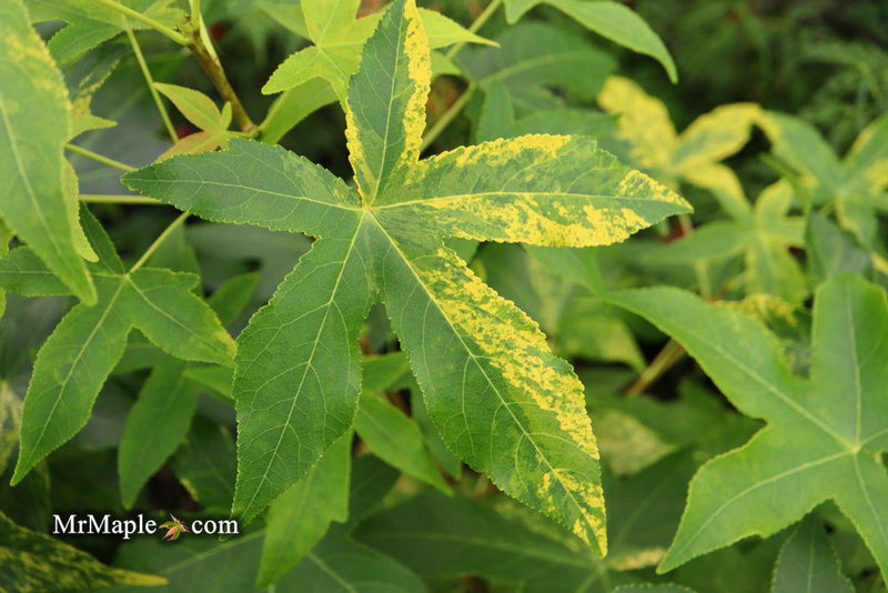 - Liquidambar styraciflua 'Gold Dust' Variegated Sweet Gum - Mr Maple │ Buy Japanese Maple Trees
