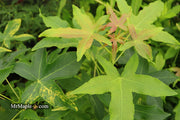 - Liquidambar styraciflua 'Gold Dust' Variegated Sweet Gum - Mr Maple │ Buy Japanese Maple Trees