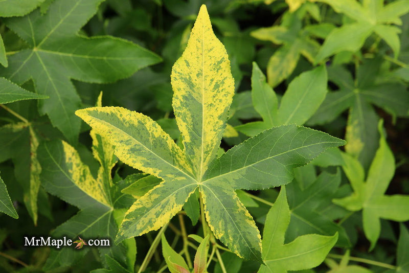 - Liquidambar styraciflua 'Gold Dust' Variegated Sweet Gum - Mr Maple │ Buy Japanese Maple Trees