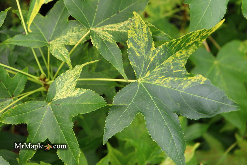 - Liquidambar styraciflua 'Gold Dust' Variegated Sweet Gum - Mr Maple │ Buy Japanese Maple Trees
