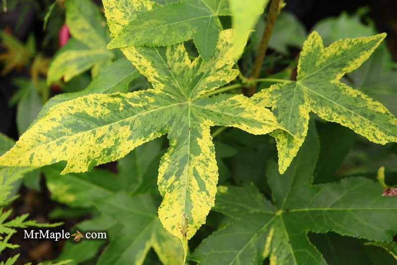 - Liquidambar styraciflua 'Gold Dust' Variegated Sweet Gum - Mr Maple │ Buy Japanese Maple Trees