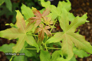 - Liquidambar styraciflua 'Gold Dust' Variegated Sweet Gum - Mr Maple │ Buy Japanese Maple Trees