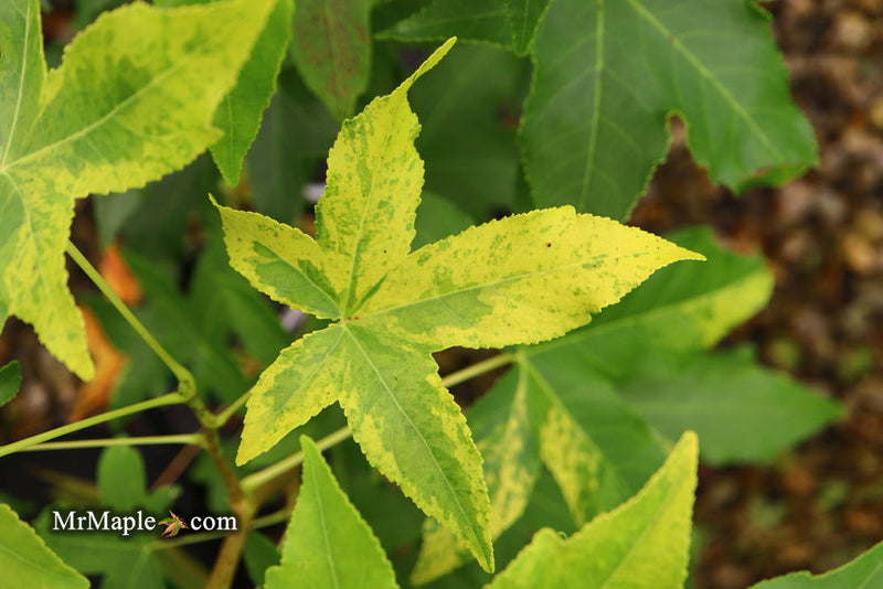- Liquidambar styraciflua 'Gold Dust' Variegated Sweet Gum - Mr Maple │ Buy Japanese Maple Trees