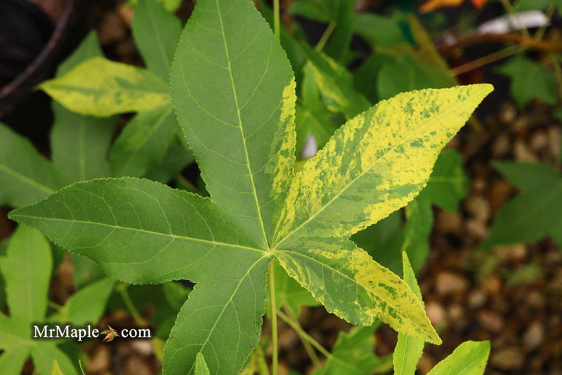 - Liquidambar styraciflua 'Gold Dust' Variegated Sweet Gum - Mr Maple │ Buy Japanese Maple Trees