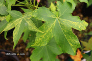 - Liquidambar styraciflua 'Gold Dust' Variegated Sweet Gum - Mr Maple │ Buy Japanese Maple Trees