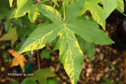 - Liquidambar styraciflua 'Gold Dust' Variegated Sweet Gum - Mr Maple │ Buy Japanese Maple Trees