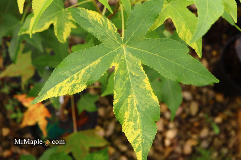 - Liquidambar styraciflua 'Gold Dust' Variegated Sweet Gum - Mr Maple │ Buy Japanese Maple Trees