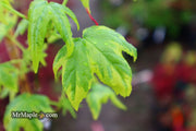 - Liquidambar styraciflua 'Golden Treasure' Sweet Gum - Mr Maple │ Buy Japanese Maple Trees