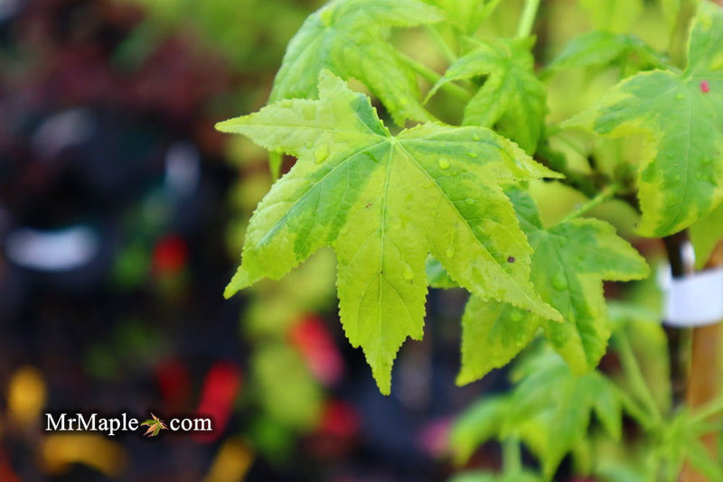 - Liquidambar styraciflua 'Golden Treasure' Sweet Gum - Mr Maple │ Buy Japanese Maple Trees