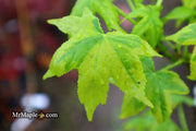 - Liquidambar styraciflua 'Golden Treasure' Sweet Gum - Mr Maple │ Buy Japanese Maple Trees