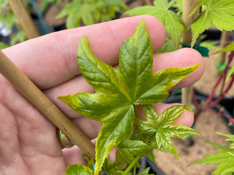 - Liquidambar styraciflua 'Golden Treasure' Sweet Gum - Mr Maple │ Buy Japanese Maple Trees