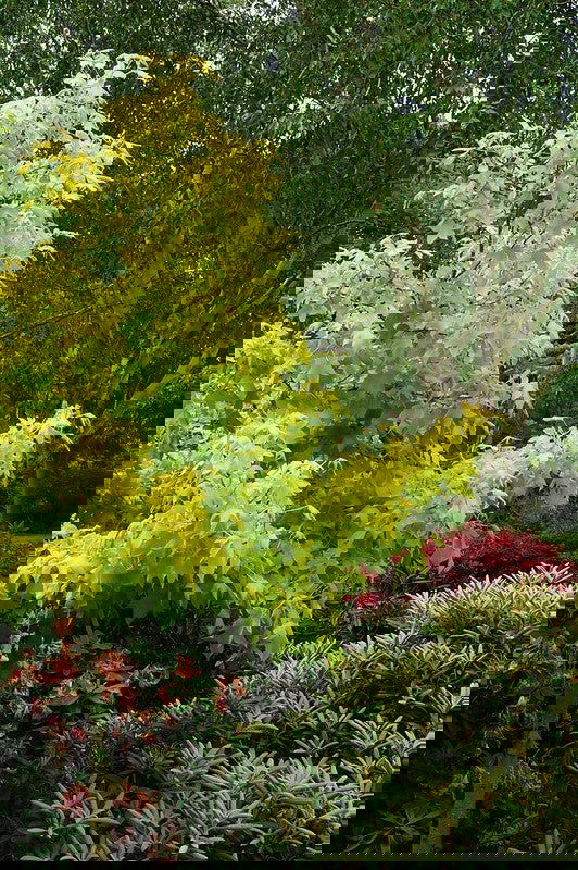 - Liquidambar styraciflua 'Naree' Golden Sweet Gum - Mr Maple │ Buy Japanese Maple Trees