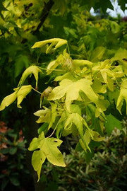 - Liquidambar styraciflua 'Naree' Golden Sweet Gum - Mr Maple │ Buy Japanese Maple Trees