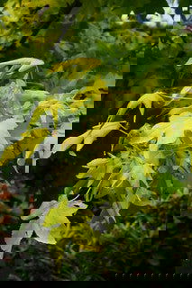 - Liquidambar styraciflua 'Naree' Golden Sweet Gum - Mr Maple │ Buy Japanese Maple Trees