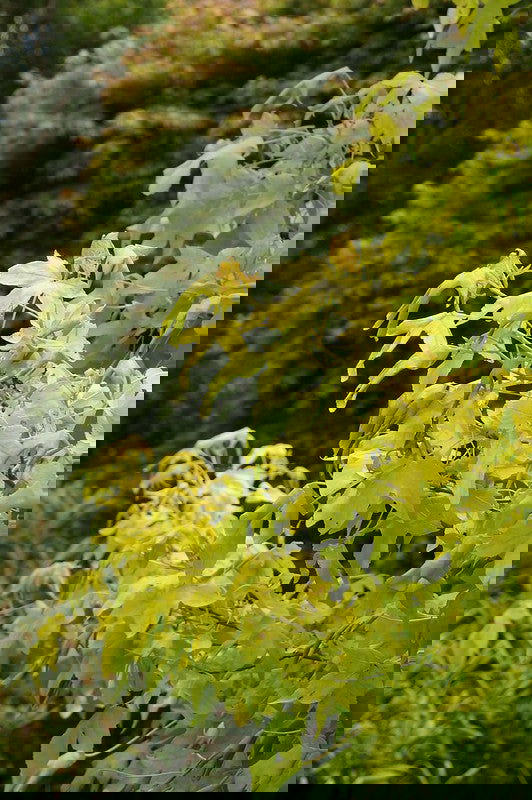 - Liquidambar styraciflua 'Naree' Golden Sweet Gum - Mr Maple │ Buy Japanese Maple Trees