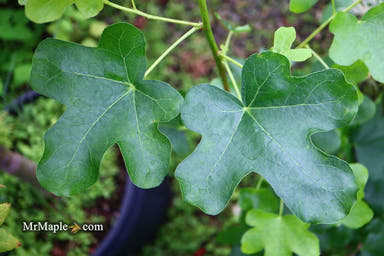 - Liquidambar styraciflua 'Rotundiloba' Rounded Leaf Sweet Gum - Mr Maple │ Buy Japanese Maple Trees