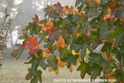 - Liquidambar styraciflua 'Rotundiloba' Rounded Leaf Sweet Gum - Mr Maple │ Buy Japanese Maple Trees