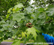 - Liquidambar styraciflua 'Rotundiloba' Rounded Leaf Sweet Gum - Mr Maple │ Buy Japanese Maple Trees