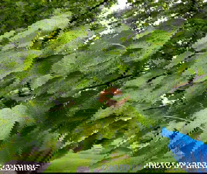 - Liquidambar styraciflua 'Rotundiloba' Rounded Leaf Sweet Gum - Mr Maple │ Buy Japanese Maple Trees