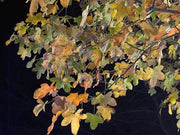 - Liquidambar styraciflua 'Rotundiloba' Rounded Leaf Sweet Gum - Mr Maple │ Buy Japanese Maple Trees