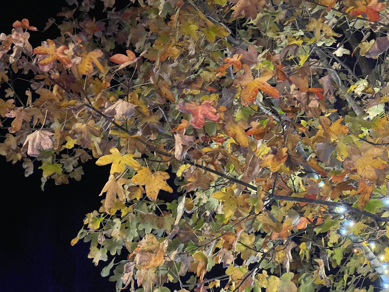 - Liquidambar styraciflua 'Rotundiloba' Rounded Leaf Sweet Gum - Mr Maple │ Buy Japanese Maple Trees