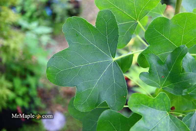 - Liquidambar styraciflua 'Rotundiloba' Rounded Leaf Sweet Gum - Mr Maple │ Buy Japanese Maple Trees