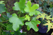 - Liquidambar styraciflua 'Rotundiloba' Rounded Leaf Sweet Gum - Mr Maple │ Buy Japanese Maple Trees