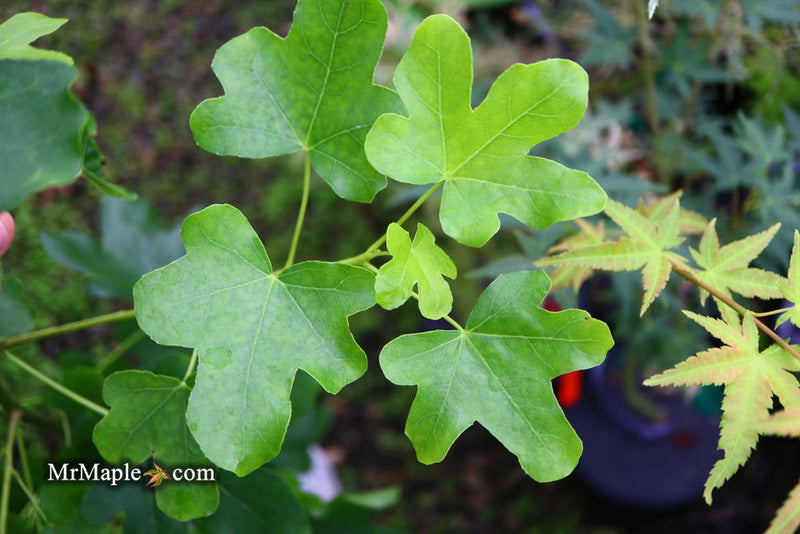- Liquidambar styraciflua 'Rotundiloba' Rounded Leaf Sweet Gum - Mr Maple │ Buy Japanese Maple Trees