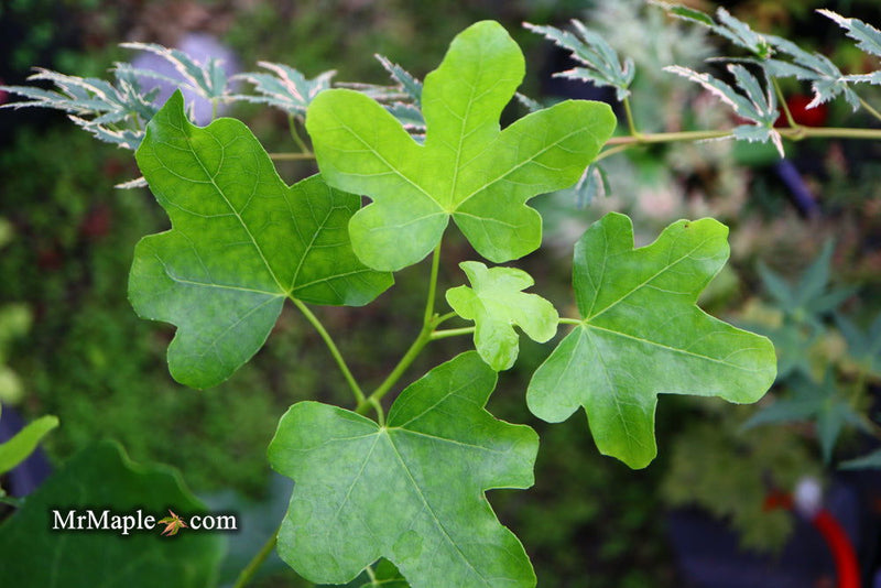 - Liquidambar styraciflua 'Rotundiloba' Rounded Leaf Sweet Gum - Mr Maple │ Buy Japanese Maple Trees