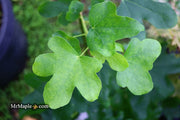 - Liquidambar styraciflua 'Rotundiloba' Rounded Leaf Sweet Gum - Mr Maple │ Buy Japanese Maple Trees