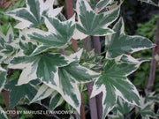 - Liquidambar styraciflua 'Silver King' Variegated Sweet Gum - Mr Maple │ Buy Japanese Maple Trees