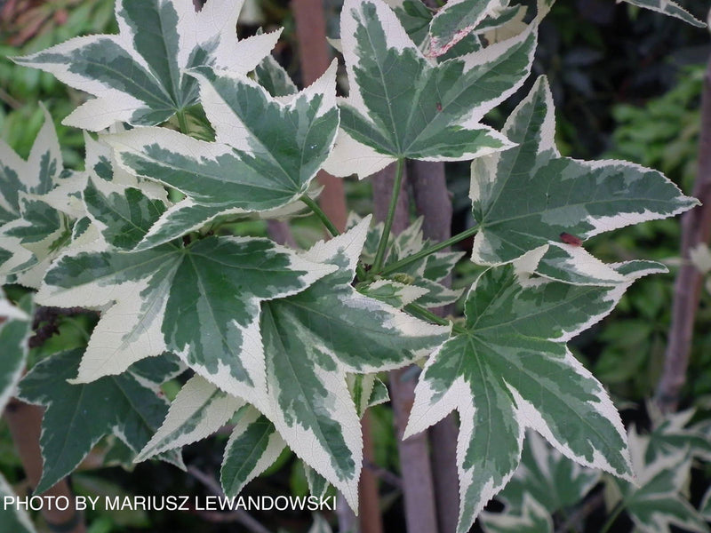 - Liquidambar styraciflua 'Silver King' Variegated Sweet Gum - Mr Maple │ Buy Japanese Maple Trees