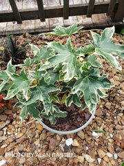 - Liquidambar styraciflua 'Silver King' Variegated Sweet Gum - Mr Maple │ Buy Japanese Maple Trees