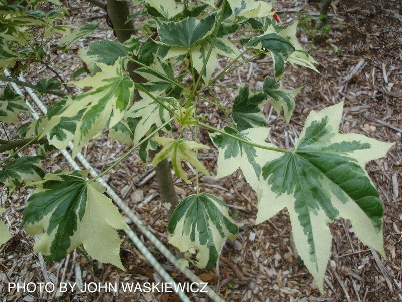 - Liquidambar styraciflua 'Silver King' Variegated Sweet Gum - Mr Maple │ Buy Japanese Maple Trees