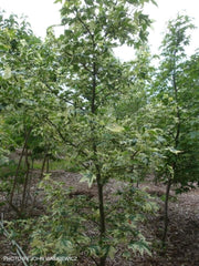 - Liquidambar styraciflua 'Silver King' Variegated Sweet Gum - Mr Maple │ Buy Japanese Maple Trees