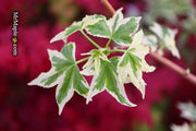 - Liquidambar styraciflua 'Silver King' Variegated Sweet Gum - Mr Maple │ Buy Japanese Maple Trees