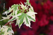- Liquidambar styraciflua 'Silver King' Variegated Sweet Gum - Mr Maple │ Buy Japanese Maple Trees