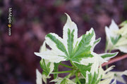 - Liquidambar styraciflua 'Silver King' Variegated Sweet Gum - Mr Maple │ Buy Japanese Maple Trees