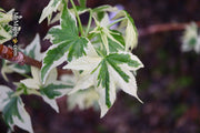- Liquidambar styraciflua 'Silver King' Variegated Sweet Gum - Mr Maple │ Buy Japanese Maple Trees