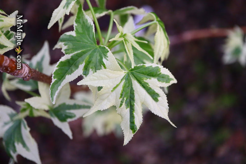 - Liquidambar styraciflua 'Silver King' Variegated Sweet Gum - Mr Maple │ Buy Japanese Maple Trees