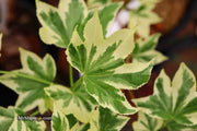 - Liquidambar styraciflua 'Silver King' Variegated Sweet Gum - Mr Maple │ Buy Japanese Maple Trees