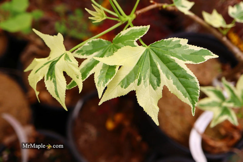 - Liquidambar styraciflua 'Silver King' Variegated Sweet Gum - Mr Maple │ Buy Japanese Maple Trees