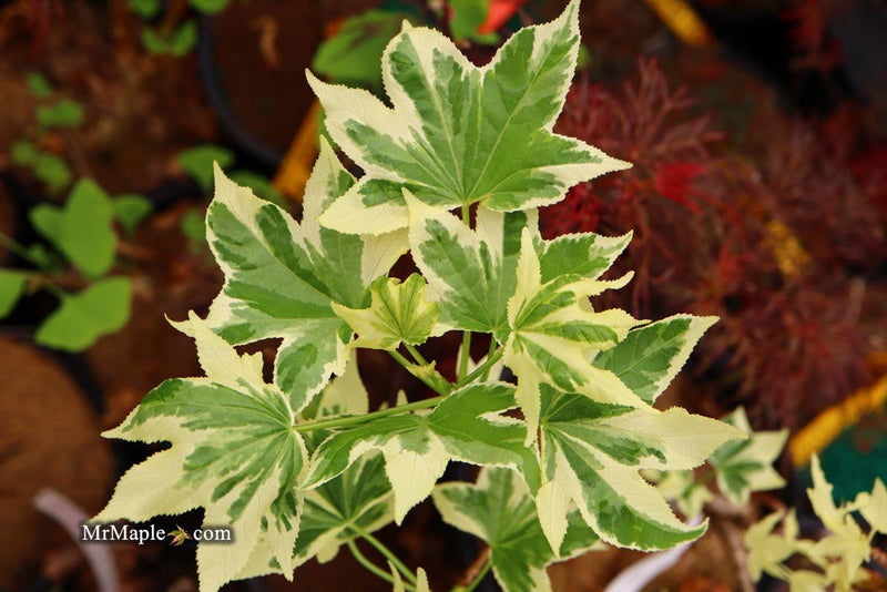 - Liquidambar styraciflua 'Silver King' Variegated Sweet Gum - Mr Maple │ Buy Japanese Maple Trees